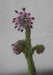 Erica barbigeroides