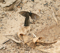 Euploea sylvester harrisii