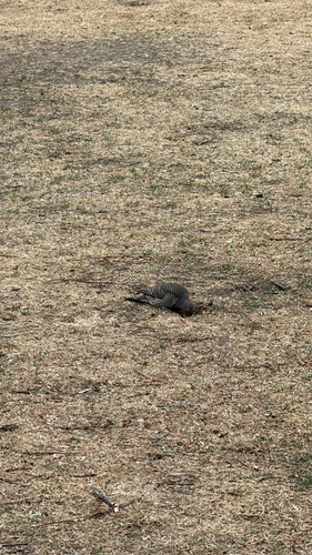 Northern Flicker