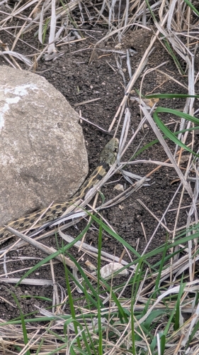 Checkered Garter Snake