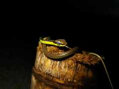 Dendrelaphis formosus