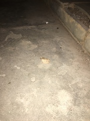 Duttaphrynus stomaticus