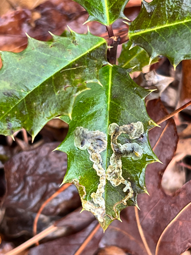 Unknown species found near Williamsburg County, US-VA, US