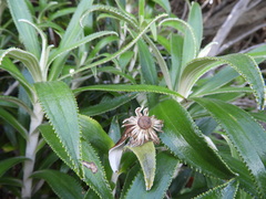Macrolearia angustifolia