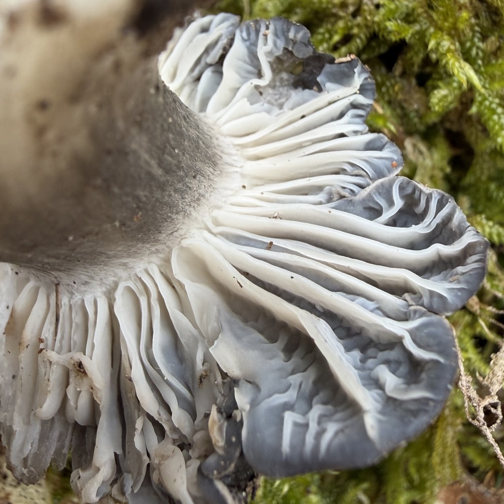 Hygrophorus marzuolus · March 2026 · photo: © lucian_clanet (iNaturalist, cc-by)