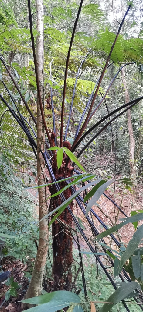 Gymnosphaera austroyunnanensis (Gymnosphaera austroyunnanensis)