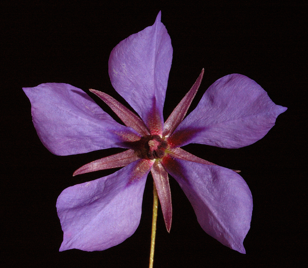 Platytheca