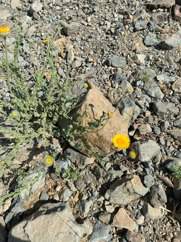 Pulicaria incisa