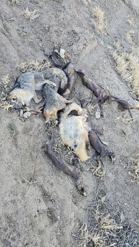 American Badger photographed in Nevada