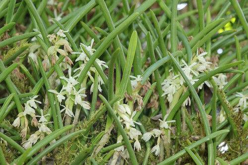 Epidendrum octomerioides Schltr.
