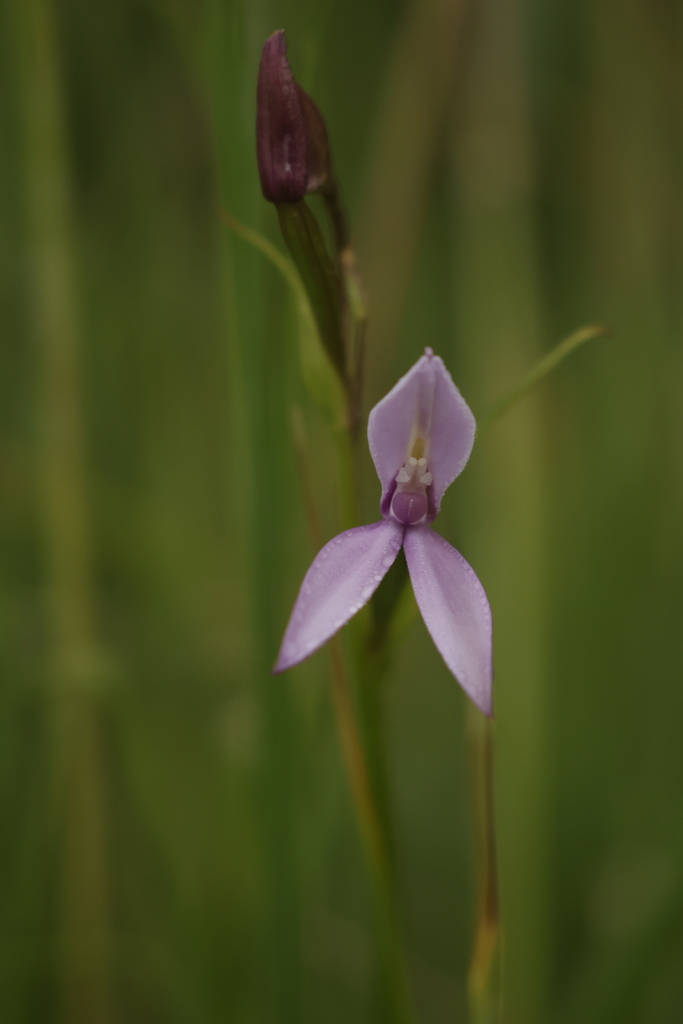 Brownleea macroceras