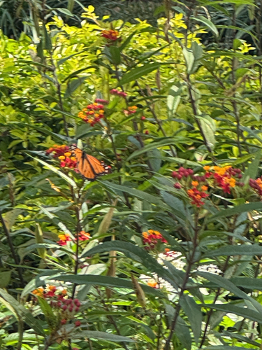 Monarch Butterfly