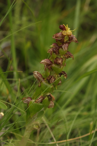 Bracket Satyre (Satyrium bracteatum)