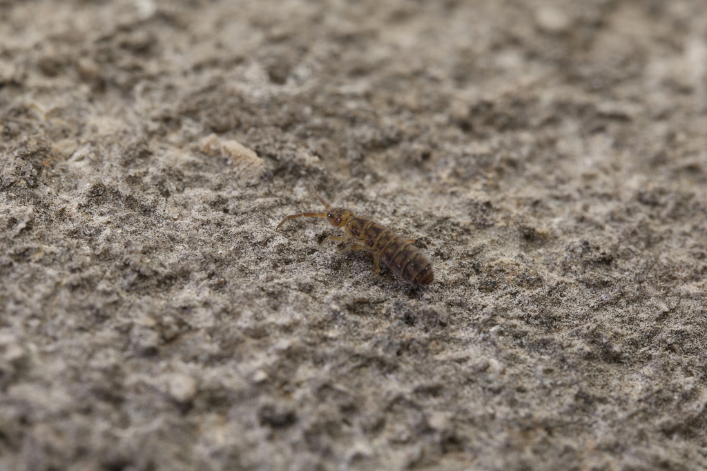 Waterfall Springtails from 1200 W Washington St, Indianapolis, IN 46222 ...