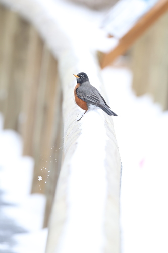 American Robin