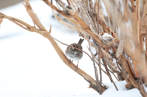 White-throated Sparrow