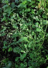 Chenopodium album pedunculare