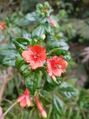Fuchsia loxensis, photograph (c) Efrain Freire, some rights reserved (CC BY)