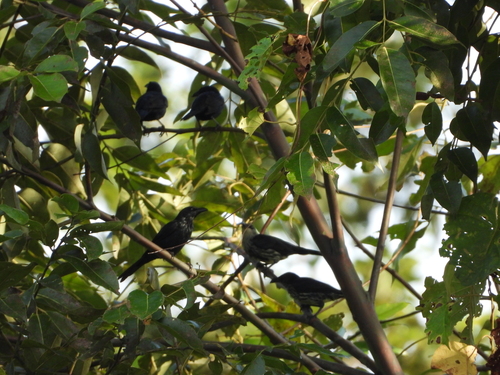 Aplonis mysolensis