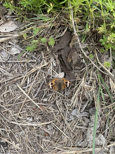 Common Buckeye