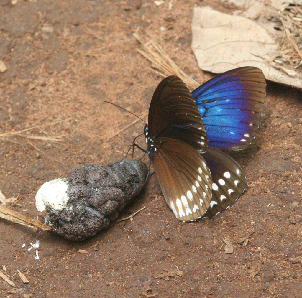 Three-coloured Kaiser