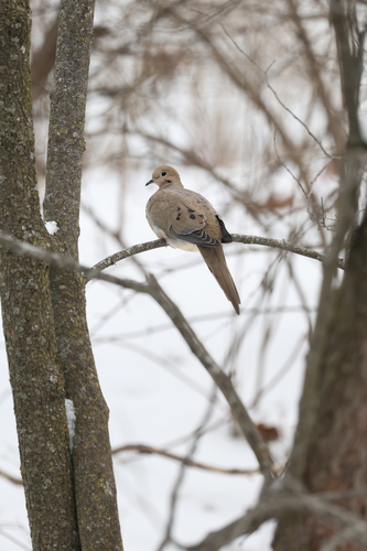 Mourning Dove