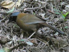 Pterorhinus chinensis monachus