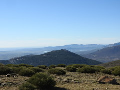 Cytisus oromediterraneus
