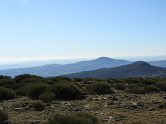 Cytisus oromediterraneus