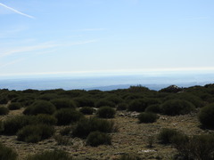 Cytisus oromediterraneus