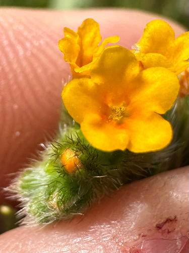 tarweed fiddleneck (Amsinckia lycopsoides)