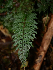 Polystichum silvaticum