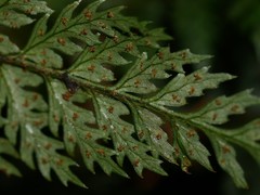 Polystichum silvaticum