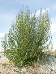 Chenopodium striatiforme