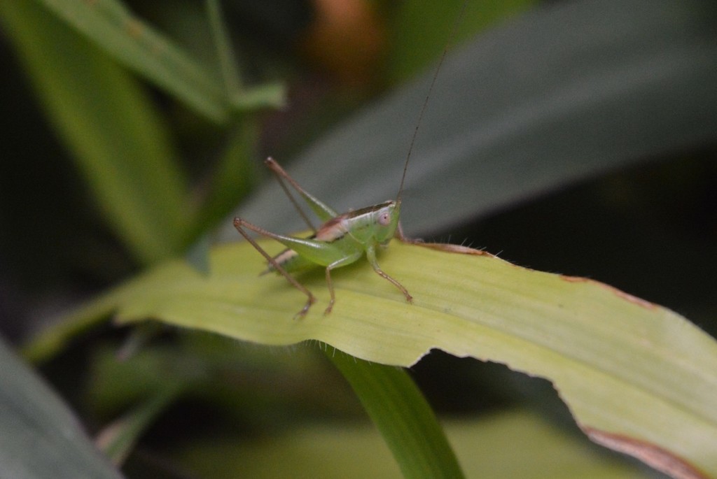 Conocephalus javanicus
