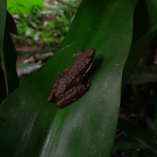 Chalcorana chalconota