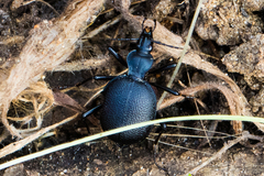 Scaphinotus punctatus