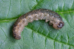 Tenthredo ferruginea