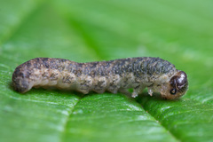 Tenthredo ferruginea