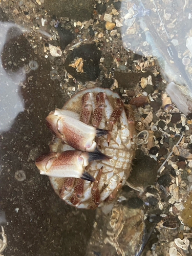 Crab