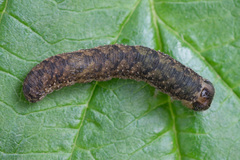Tenthredo ferruginea