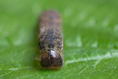 Tenthredo ferruginea