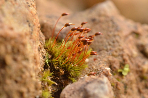 Dicranella rufescens observed 2026-03-02