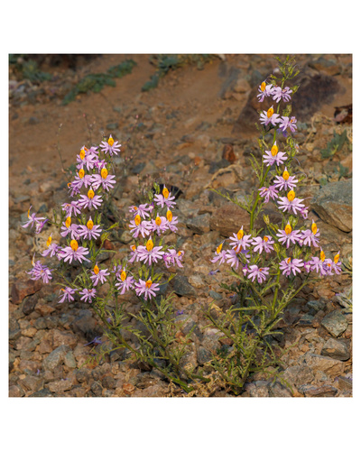 Schizanthus hookeri, photograph 5