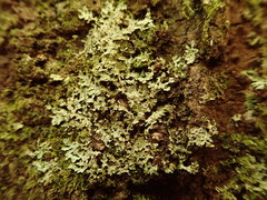 Pannaria minutiphylla