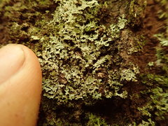 Pannaria minutiphylla