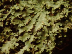 Pannaria minutiphylla