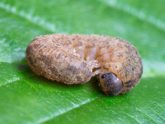 Tenthredo ferruginea