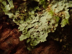 Pannaria minutiphylla