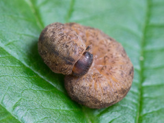Tenthredo ferruginea